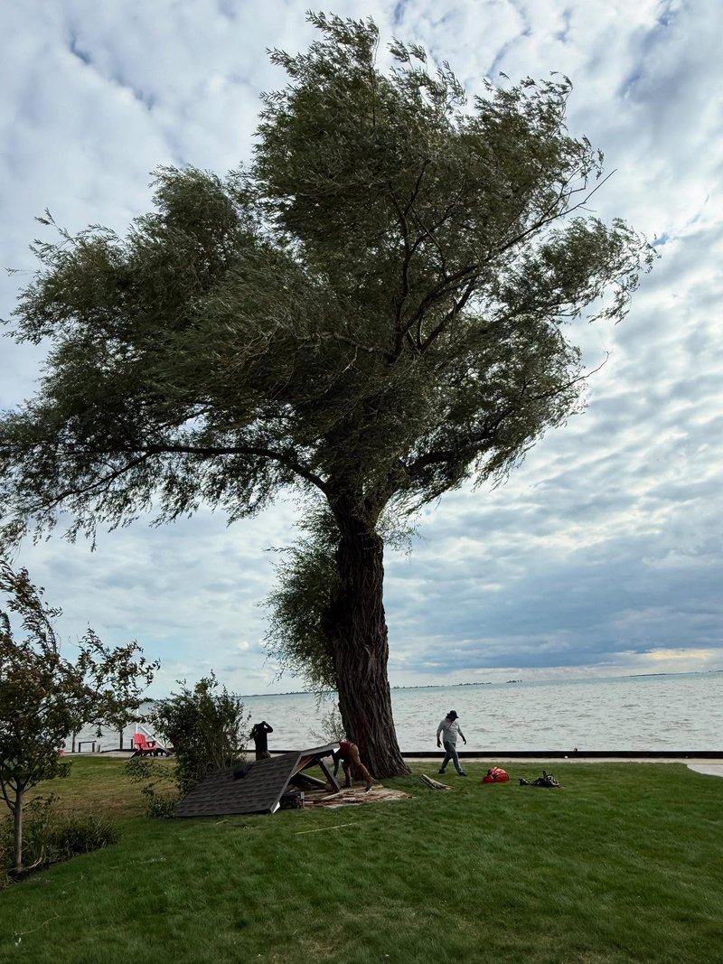 A tall, mature deciduous tree standing on the grassy shoreline of Lake St. Clair in Ira Township.