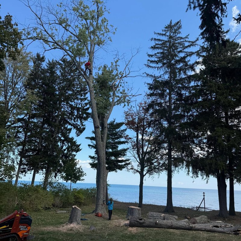 Arborist climbing a tall tree for removal on a Lexington, MI shoreline with a mini skid-steer.
