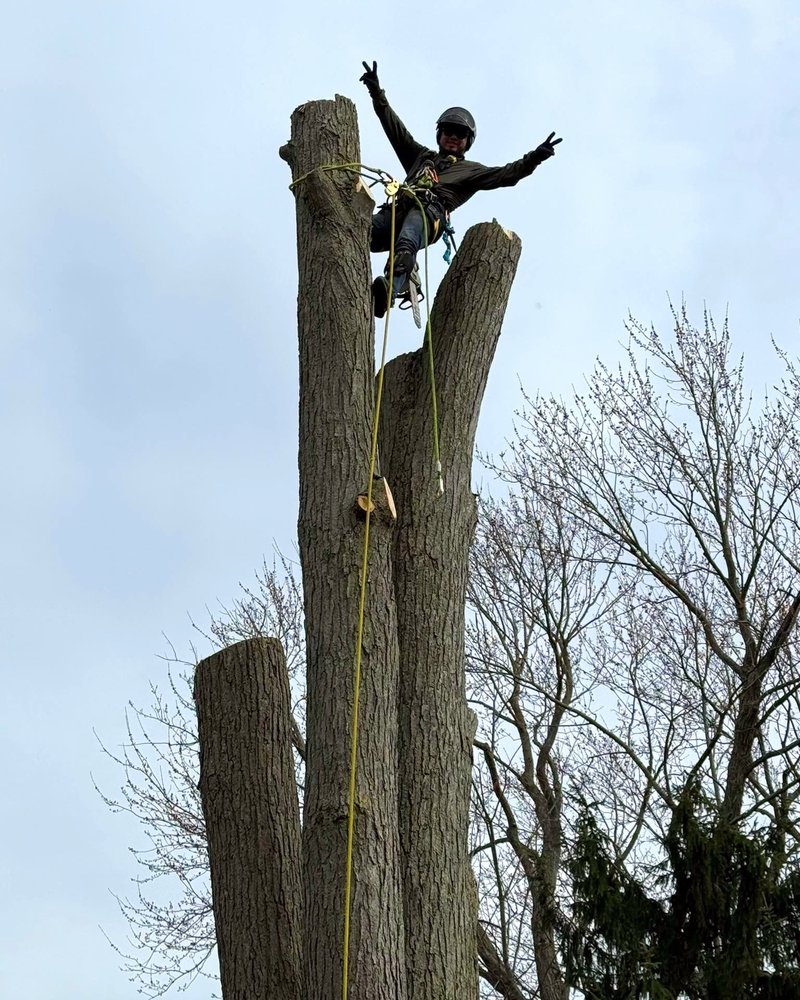 Professional arborist utilizing advanced climbing and rigging gear high up in a large hardwood tree during a safe removal operation.