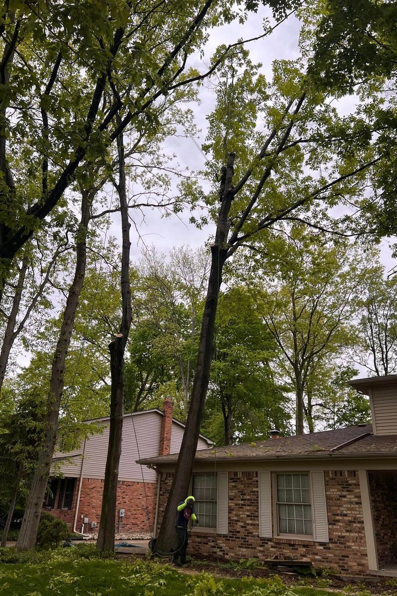 An arborist using ropes and rigging to safely remove a tall tree leaning over a residential home in Shelby Township, Michigan.